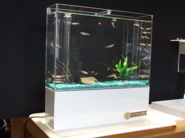 インテリア水槽（縦型）
