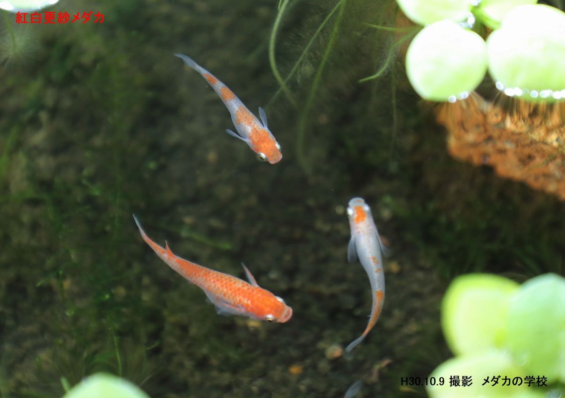 紅白更紗メダカ