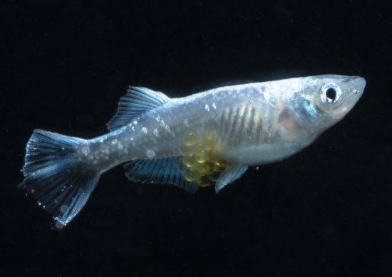 ドラゴンブルー