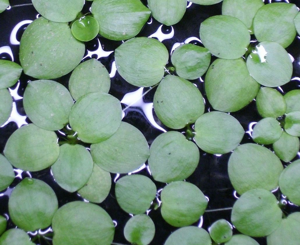 アマゾンフロッグピット